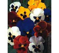 Pansy Swiss Giant mixed Appx 100 seeds - 1 - Annuals & Biennials Seeds ONLY