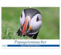 Papageientaucher 2026 - Magische Vögel des Nordmeers (Wandkalender 2026 DIN A2 quer), CALVENDO Monatskalender: Portraits der magischsten Vögel, die das Nordmeer zu bieten hat