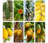 papaia semi di giardino di papaya di rocce colonnarie resistenti Letti elevati giardino balcone letti elevati 100pcs