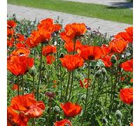 PAPAVERO ORIENTALE ROSSO BRILLANTE TAPPETO DI FUOCO NR.50 SEMI
