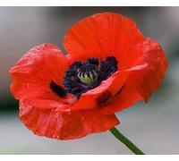 PAPAVERO Rosso Comune (Papaver rhoeas L.) - SEMI