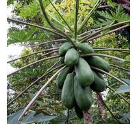papaya balcone rari biologici in rialzata Coltivare 225semi