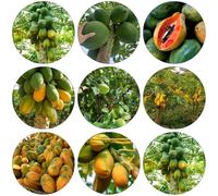 papaya espaldera decorazione d'interni ufficio melone semi perenni resistenti semi resistenti per giardini rocce 50pcs