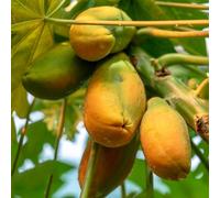 papaya facile curare a spalliera resistente al calore giardino 60semi