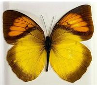 Paperweight In Lucite Con Farfalla Gialla Arancione Reale Ixias Pyrene Da 2.9"