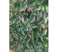 PAPILLON Siepe Artificiale PHOTINIA 100x100cm Effetto Realistico