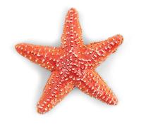 Papo - Figurina Stella marina -Mondo marino- Collezione -Adatto a bambini e bambine - A partire dai 3 anni di età