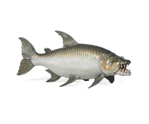 Papo - Pesce Tigre Golia - Figura di Pesce Realistica - 5,5 cm | Dai 3 anni, pesce predatore realistico per esplorare la vita acquatica giocando e stimolare la curiosità per la natura