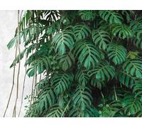 PARATI 38241-1 AS Creation Jungle The Wall (7 TELI) 3,71m 2,80m (Copia)