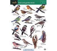 Park and garden birds