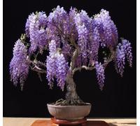 Pãºrpura China Wisteria sinensis 5 Semillas ez Crecer Bonsai fragante CombSH J11