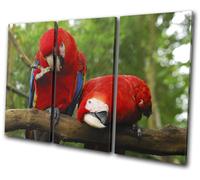Parrot Bird Paradise Animals TREBLE TELA parete arte foto stampa