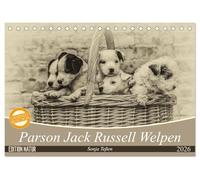 Parson Jack Russel Welpen (Tischkalender 2026 DIN A5 quer), CALVENDO Monatskalender: Ein lustiger Haufen Parson Jack Russell Welpen begleitet Sie durchs Jahr.