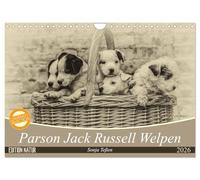 Parson Jack Russel Welpen (Wandkalender 2026 DIN A4 quer), CALVENDO Monatskalender: Ein lustiger Haufen Parson Jack Russell Welpen begleitet Sie durchs Jahr.