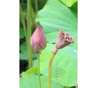 Part of Japan 1: The Serenity Journal for Creativity and Reflection |Dotted Notebook | 100-Page| cover-Japanese photo | Travel| Dreams| Plant Care