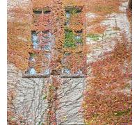Parthenocissus, esotiche raro giardino balcone interna 750semi