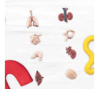 Parti del corpo umano per bambini Giocattolo per l'apprendimento delle