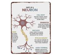 Parts Of A Neuron Anatomy Educational Metal Sign Science Classroom Neuroscience Learning Wall Decor Biology 8 X 12