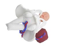 PartyKindom 1 Set Modello Pelvico per Educazione Al Parto Placenta Simulatore per Ostetrica e Dimostrazioni Prenatali per Scuole e Programmi Addestramento