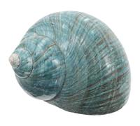 PartyKindom Esemplare di Conchiglia Naturale Mediterranea Bianca, Decorazione per Acquario a Tema Oceano, Ornamento Marino Versatile per Casa e Giochi Educativi Scientifici