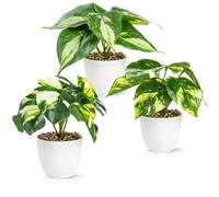 PASCH® Set di 3 piante artificiali come reali (18 cm) in vasi in melamina infrangibili, piante artificiali in vaso, fiori artificiali in vaso