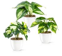 PASCH Set di 3 piante artificiali come reali (18 cm) in vaso di ceramica lucido, piante artificiali in vaso, fiori artificiali in vaso