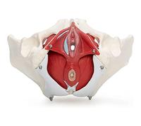PASPRT Modello 3D del Pavimento pelvico Femminile Modello pelvico a grandezza Naturale Modello anatomico del Bacino Modello pelvico Femminile con Muscoli per Anatomia Modello osseo