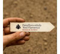 Passiflora edulis 'Red Flamenco' SEEDS - - SEMI Frutto della passione | Maracuj