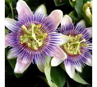 passiflora giardino tagli primavera selvatici balcone semi selvatico, autunno, perenne interni esotici perenni 300pcs