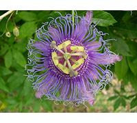 Passiflora incarnata 5 Semi Passiflora incarnata