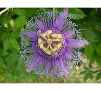 Passiflora Incarnata Albicocca Vine Maypop Viola 20 Seeds Seeds ONLY