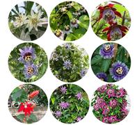 passiflora - semi di per balcone primaverili, resistenti in vaso rialzata, decorazione autunnale per il soggiorno semi di tappezzanti 110semi