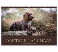 Passion Jagdhund - Deutsch Langhaar (Wandkalender 2026 DIN A2 quer), CALVENDO Monatskalender: Deutsch Langhaar - Ein Leben neben der Jagd
