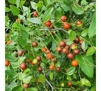 pastiglia letto elevato di giardino balcone resistenti, resistenti all'inverno colonnario balcone con letti elevati 80semi