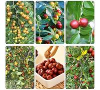 pastilla giardino biologico giardino interni decorativi balcone con letti elevati letto elevato bonsái biologici perenni resistenti 120semi