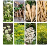 pastinaca Camas elevado giardino semi di giardino semi resistenti 800pcs