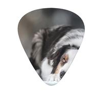 Pastore australiano invernale bianco neve grigio cani,12 pezzi di plettri per chitarra, 3 plettri di diverso spessore per chitarra acustica, basso, ukulele