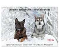 Pastore - Saarlos Wolfshund (calendario da parete 2026 DIN A3 quer), Calvendo calendario mensile: pastore - espressivo con molto cuore - Saarlos ... un fedele membro della famiglia (CALVENDO Tiere)