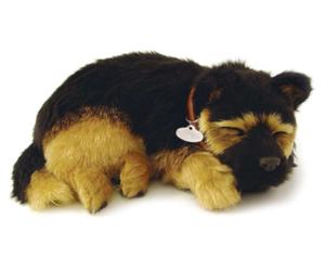 Pastore Tedesco - German Shepherd - Il cucciolo che respira - PERFECT PETZZZ