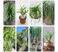 pata di elefante resistente per giardini di rocce verdi giardino interno semi interni esotici giardino del balcone resistenti 300pcs