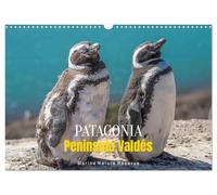 Patagonia, Peninsula Valdés - Marine Nature Reserve (Wall Calendar 2026 DIN A3 landscape), CALVENDO 12 Month Wall Calendar: Where Wildlife Rules the Shore