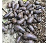 patata, copertura del terreno interno giardino roccioso orto biologico vecchie varietà rara decorazione in vaso rampicanti arredamento del 50semi