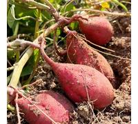 patata dolce - arredamento del soggiorno decorazioni da giardino per esterni da interno di orto biologico Aiule rialzate per il giardino resistenti in vaso 100semi