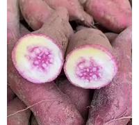 patata dolce - da interno da giardino roccioso decorazioni giardino per esterni orto balcone appartamento esotiche Aiule rialzate per il orto biologico di 200semi