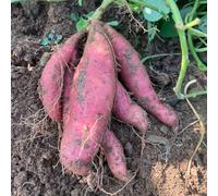 patata dolce - giardino roccioso decorazioni da giardino per esterni decorazione raradi di vecchie varietà orto biologico balcone orto copertura del 100semi