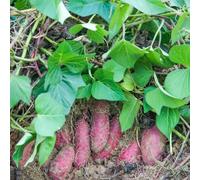 patata dolce, patate dolci - balcone con resistenti per giardini rocciosi verdi esotiche biologiche Coltivare rampicanti rampicanti esotiche Semi di 130semi