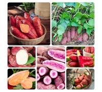 patata dolce, patate dolci - di invernali resistenti in vaso rampicanti esotiche orticole giardino decorazioni giardino 125semi