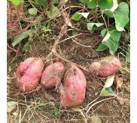 patata dolce, patate dolci - resistenti per giardini rocciosi orticole giardino rampicanti esotiche balcone con Semi di biologici, 300semi