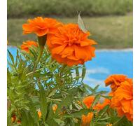 patata dolce vaso per pianteamanti dell'ombra,resistenti al freddo invernale vasi perpianteda balcone da ombra Piantain vaso semi di Aiule rialzate il 40Seme