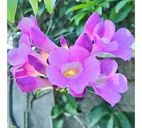 patata dolcepianteda ombrapiantedecorative resistenti decorazioni da giardino per esterni semi di d'appartamento vasi per in vaso 80Seme